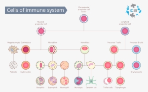 Cells Of The Immune System, Immune Cell Banking, Immune - Immune Cell