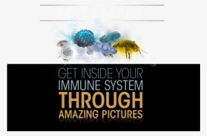 Your Immune System Through Amazing Pictures - Immune System Title