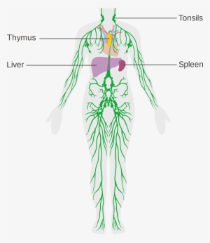 Open - Lymphatic System