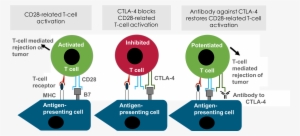 23 Ctla4 In The Immune System - T Cell Priming Ctla4