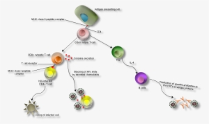 Why Does The Immune System Fail To Fight The Hiv Virus - Effects Of Hiv On The Immune System