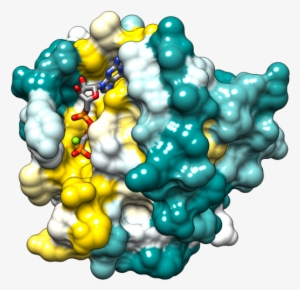 Structure Of H-ras - Ras Protein Structure
