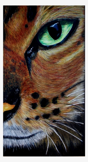 Eye Of The Bengal Colored Pencil Tutorial - Tabby Cat