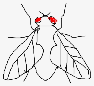 Mosca - Moth