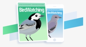 Subscribe Now - Old World Flycatcher