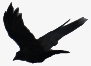 divergent raven tattoo stencil