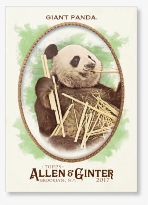 Giant Panda - 2017 Topps Allen & Ginter Aaron Judge New York