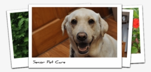 Senior Dog Cat Veterinary Care - Cat