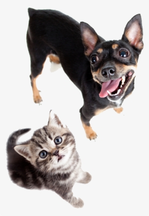 Premiere Animal Care - Dog Cat Stethoscope