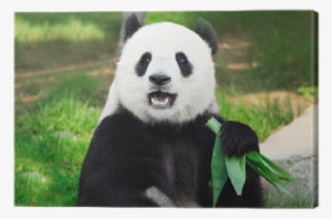 Panda With Mouth Open