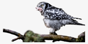 Owl With Catch In Mouth Png - Bird Of Prey