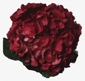 Tinted Dark Burgundy - Red