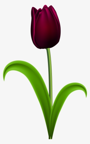 Purple Tulip Flower Png