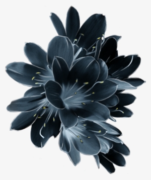 Mq Blue Flower Flowers Garden Dark