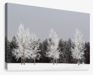 Frost On Trees, Calgary, Alberta, Canada Canvas Print - Posterazzi Frost On Trees Calgary Alberta Canada Canvas