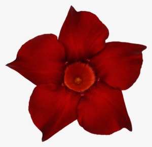 Sundaville Dark Red - Rocktrumpet
