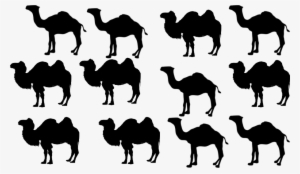 camels - arabian camel