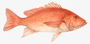 Snapper - Red Snapper Png
