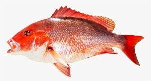 Redsnapper - Red King Fish