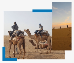 One Day Camel Safari Trotters Jaisalmer - Arabian Camel