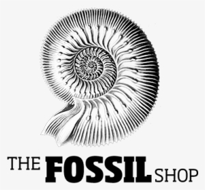 Visit The Fossil Shop On Your Next Trip To Drumheller - Graphic Design