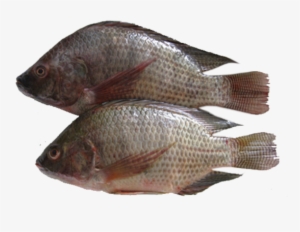Tilapia Fish - Big - Tilapia De 1 Kg