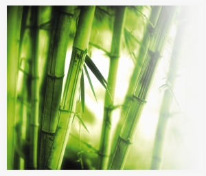 Png Library Library Bamboo Transparent High Resolution - Bamboo Background