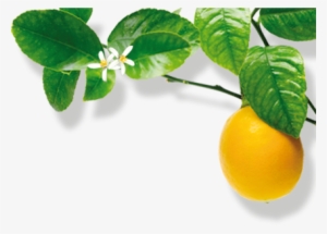 Lemons Trees - Bitter Orange