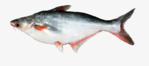 Deshi Pangas - Pangas Fish In India