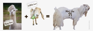 The Equation Gandhi, Grandfathers And Goats Musings - Emo Alpaca