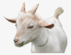 Goat Veterinarian In Cumming Ga - Georgia