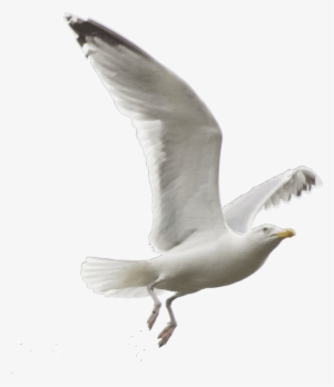Ftestickers Petsandanimals Bird Seagull - Flying Seagull Png