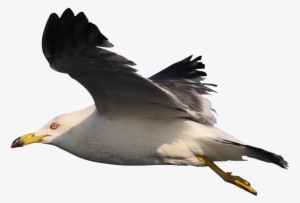 Hd Beautiful Seagull Static Png - Portable Network Graphics