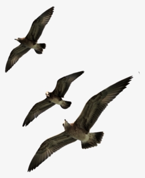 Seagulls-flying - Seabird
