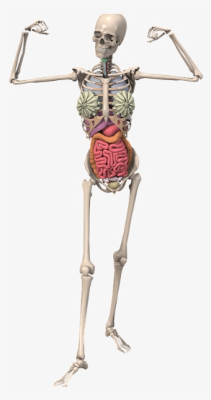 Los Huesos También Se Lesionan - Esqueleto Anatomia Png