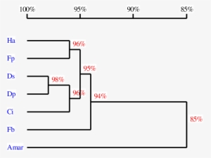 6 Homology Tree Of The Rbcl Sequences From Seven Different - Diagram