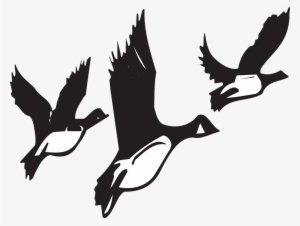 Migration Clipart Bird Fly - Birds Migrating Black And White