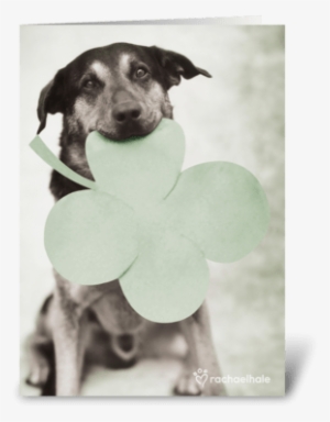 Patrick's Day Greeting Card - Dog