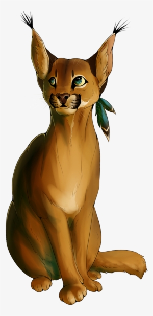 Caracal - Abyssinian