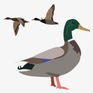 It's Duck Week On Inaturalist Jan - Mallard