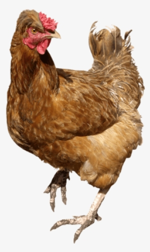 Galina Marrón Andante - Angry Chicken Png Transparent