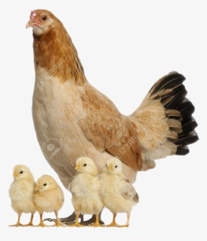 Hen With Chicks Png