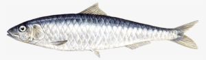 Sardine - Sardines Fish Png