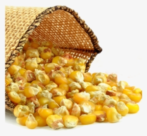 Corn Grits - Corn Oil