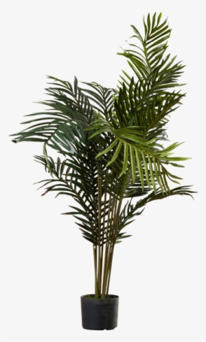 Black Hammock Palm Tree With Pot By Beachcrest Home - Palm Trees