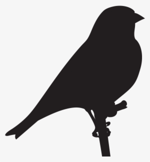 House Finch - Finches