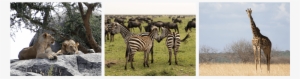 3,230 Sq Km - Quagga