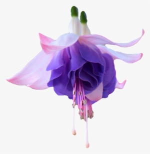 The Gallery For > Transparent Tumblr Collage Stickers - Fuchsia Flower Transparent