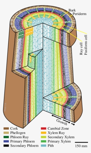 Internal Structure Of A Woody Plant Stem - Xylem
