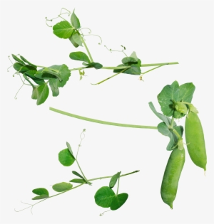 Pea Png - Pea Plant Png